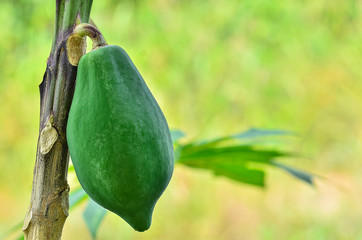 The papaya tree with fruits