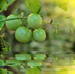 green tomato