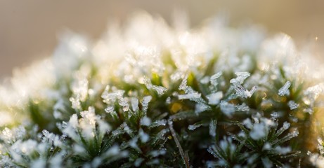 Close up of moss with hoarfrost