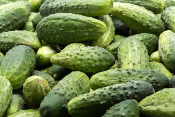 a lot of young cucumbers as background
