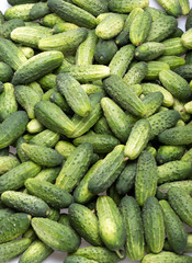 a lot of young cucumbers as background