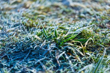 Hoarfrost on grass in winter