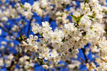white cherry blossom branch