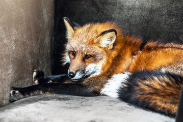 Fototapeta premium nice fox