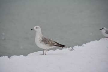 Obraz premium kar,kış