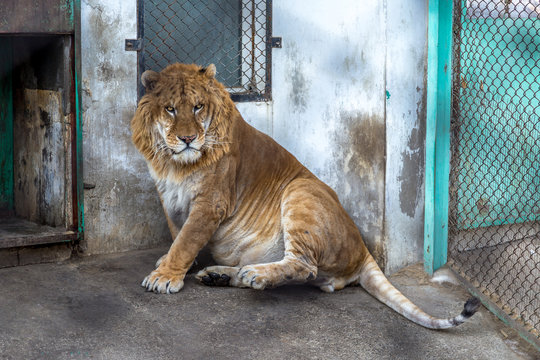 Fototapeta A Liger in China. The Liger is the hybrid of a male lion and a female tiger, and there is only a 0.1% chance that such a baby is born.