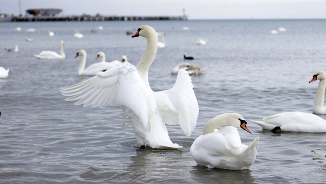 Mute Swan, Swan, Goose.