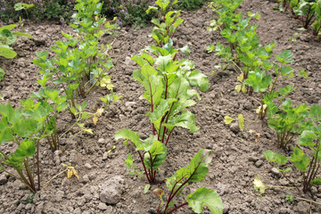 Young beetroot, celery and thyme in vegetable intercropping cultivation. Eco-friendly backyard garden, vegetable garden.