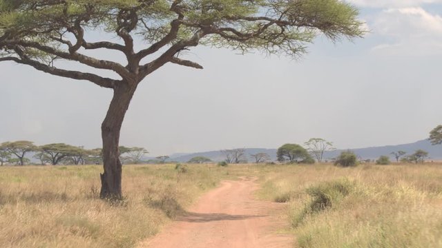 CLOSE UP: Dusty safari road leading through grassy savanna field towards acacias