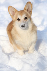 Corgi pups in winter with big snow