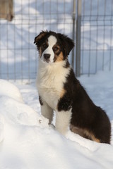Black Australian shepherd puppy playing in snow