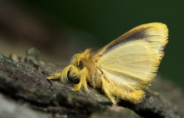 Butterfly at night, Moth in thailand that can be found in the rainy., The small moth perched on wall, Beautiful wing,