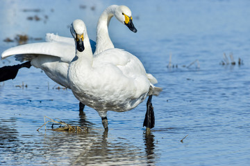 佇む白鳥(二羽)