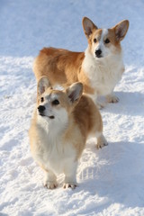 Corgi pups in winter with big snow