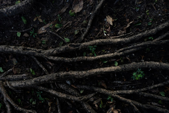 light and shadow of banyan tree Roots on the forest ground for n
