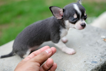Hand play with sleepy Chihuahua