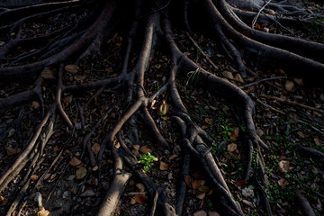 light and shadow of banyan tree Roots on the forest ground for n
