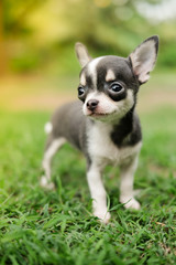 Naklejka na ściany i meble Chihuahua Standing on Grass Lawn