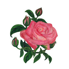 Isolated watercolor illustration of beautiful rose