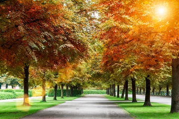 Photo sur Plexiglas Arbres Beautiful autumn trees in park with sun flare. Fresh nature back