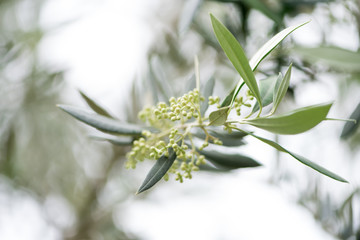 Spring of the olive branch