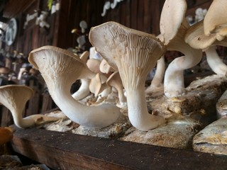 Fototapeta premium natural mushrooms