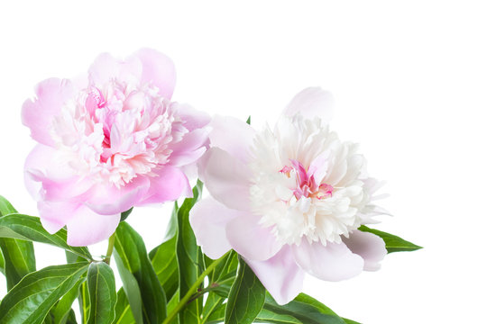 Beautiful soft pink peony  flowers. Floral design, screen wallpaper