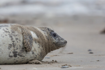 grey seal (Halichoerus grypus) baby