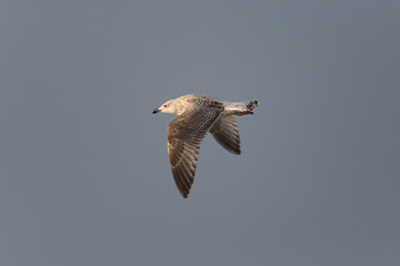 Gull in flight