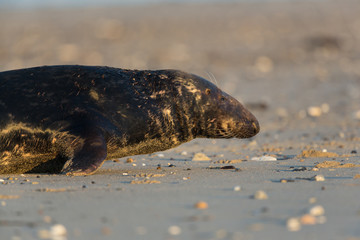 Male grey seal (Halichoerus grypus)