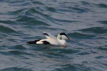 Male common eider (Somateria (mollissima)