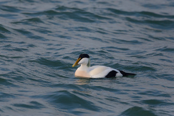 Male common eider (Somateria (mollissima)