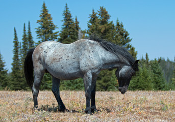 Fototapeta na wymiar Blue Roan Wild Horse Band Stallion in the Pryor Mountains Wild Horse Range in Montana – Wyoming U S
