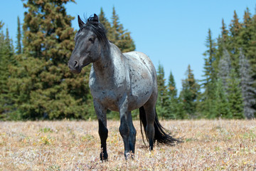 Wild Horse Blue Roan Band Stallion in the Pryor Mountains in Montana – Wyoming USA.