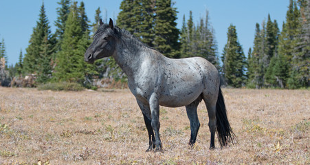 Wild Horse Blue Roan Band Stallion in the Pryor Mountains Wild Horse Range in Montana – Wyoming USA.