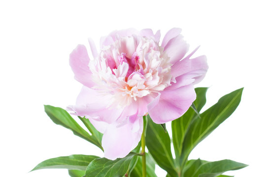 Beautiful soft pink peony  flower. Floral design, screen wallpaper