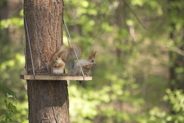 Two squirrel eating pine nuts in a manger made by people in the