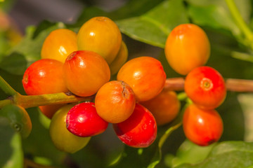 cerises de café