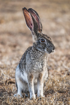 Scrub hare sitting in field, Western Cape, South Africa