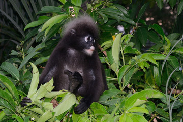 Dusky leaf monkey, Penang, Malaysia