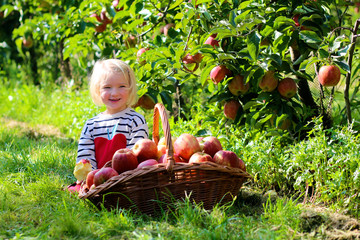 Fototapeta premium Little girl picking apples in a basket at the garden. Happy child playing in apple tree orchard on a farm in autumn. Healthy toddler having fun and eating fruits at fall harvest outdoors.
