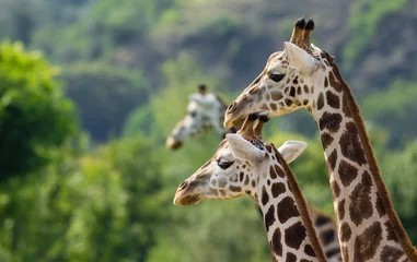 Fototapeten Die Giraffe mit ihren Kollegen. © Jan