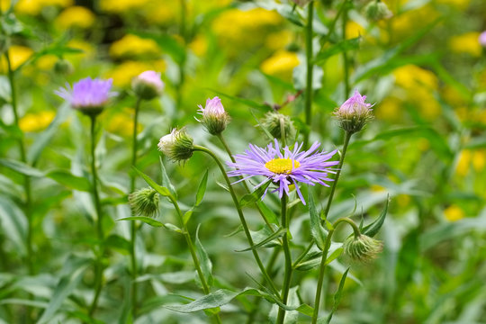 Erigeron pulchellus, ein Berufkraut - Erigeron pulchellus, variety of daisy family