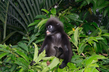 Dusky leaf monkey, Penang, Malaysia