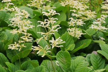Kastanienblättriges Schaublatt, Rodgersia aesculifolia - Rodgersia aesculifolia, a foliage plant