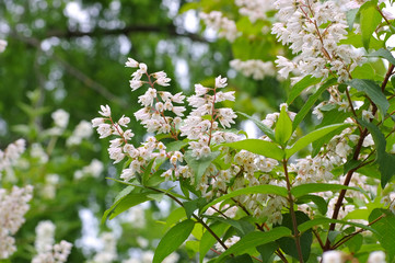 Kleinblättriger Pfeifenstrauch, Philadelphus microphyllus - littleleaf mock-orange, Philadelphus microphyllus