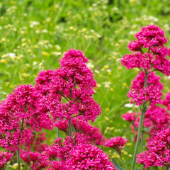 Obraz premium Rote Spornblume, Centranthus ruber - spur valerian, a red wildflower