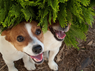 Happy pair of Jack Russells hiding under a bush - 133175146