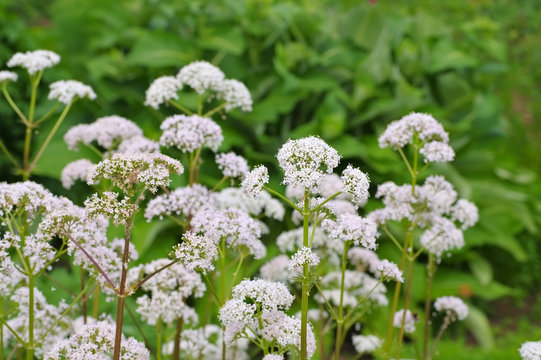Baldrian - Valeriana, a medicinal plant