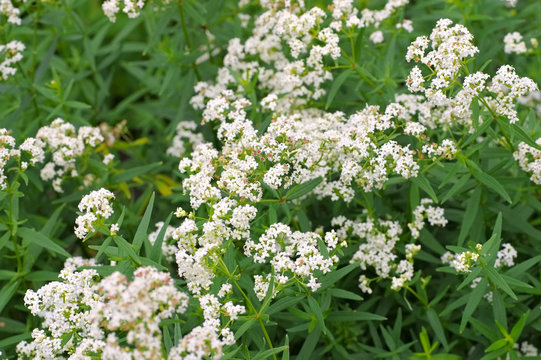 Nordisches Labkraut, Galium boreale - northern bedstraw, Galium boreale